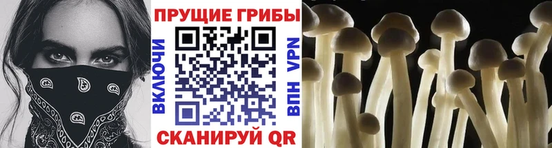 сколько стоит  Краснодар  Псилоцибиновые грибы прущие грибы 